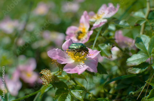May green beetle on a wild rose flower