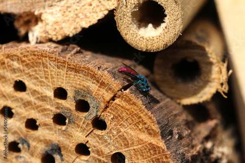 Goldwespe beim putzen