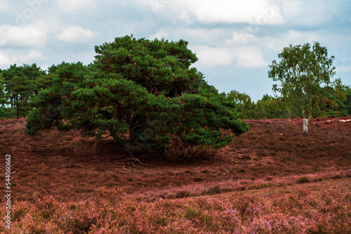 Trees on sky background, Westruper Heide in autumn, Germany. photo