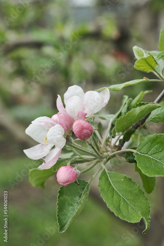 Branches of blossoming apple tree.