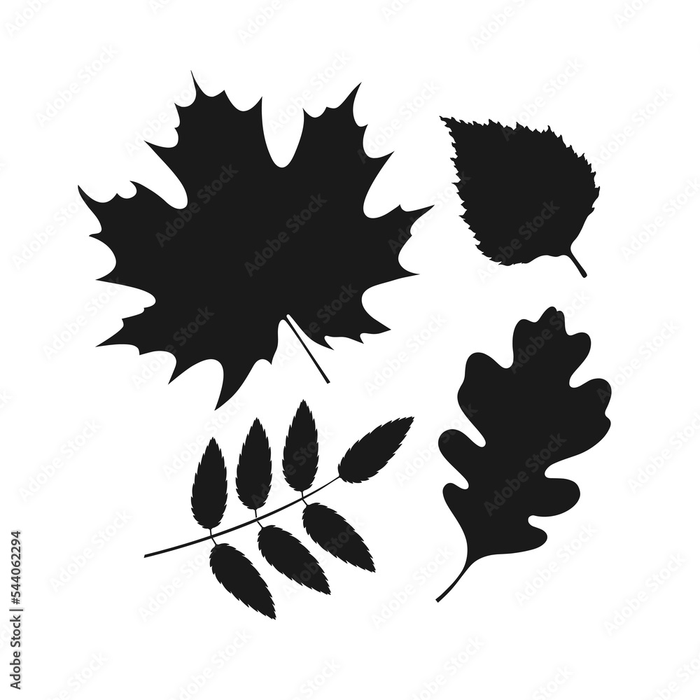 Black silhouettes of leaves of oak, maple, birch, rowan on white. Vector. Botanical isolated elements for design. Black silhouettes of leaves of oak, maple, birch, rowan on white. Vector. Botanical isolated elements for design.