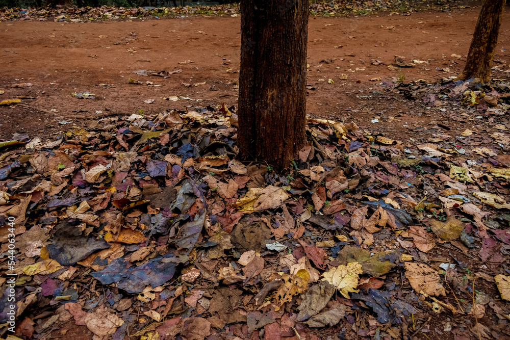 Vintage fallen tree leaves on the ground, autumn background.