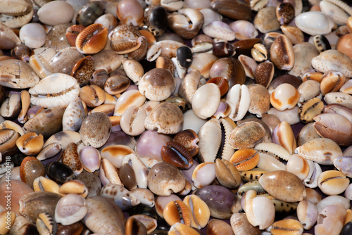 Cowrie seashells (cypraea) collected from the beach make a colourful display and an attractive wallpaper