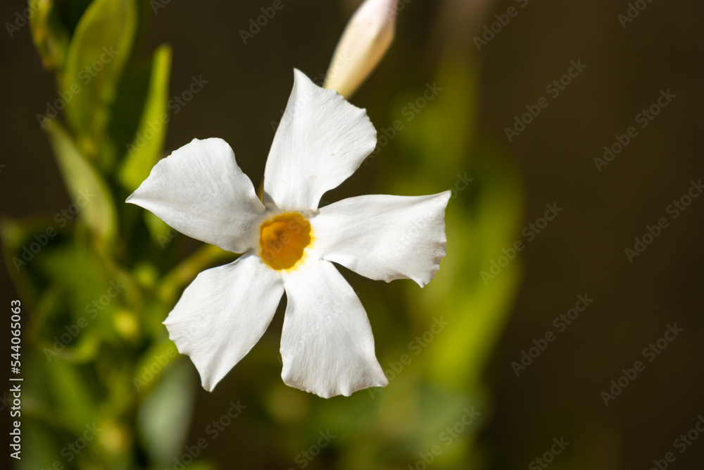 white narcissus flower white narcissus flower