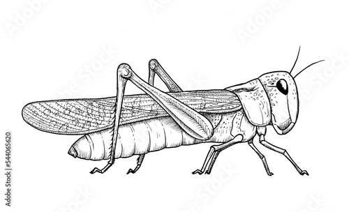 Migratory locust vector stock illustration.