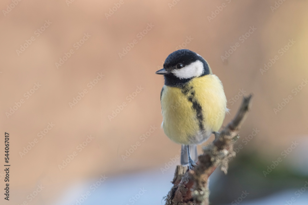 A beautiful great tit (Parus major) with colorful plumage perched on a pine branch against a soft orange bokeh. wonderful animals. Piedmont, Italy