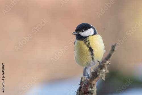 A beautiful great tit (Parus major) with colorful plumage perched on a pine branch against a soft orange bokeh. wonderful animals. Piedmont, Italy