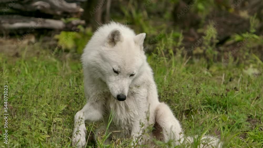 arctic wolf turns and lays down to look at you arctic wolf turns and lays down to look at you