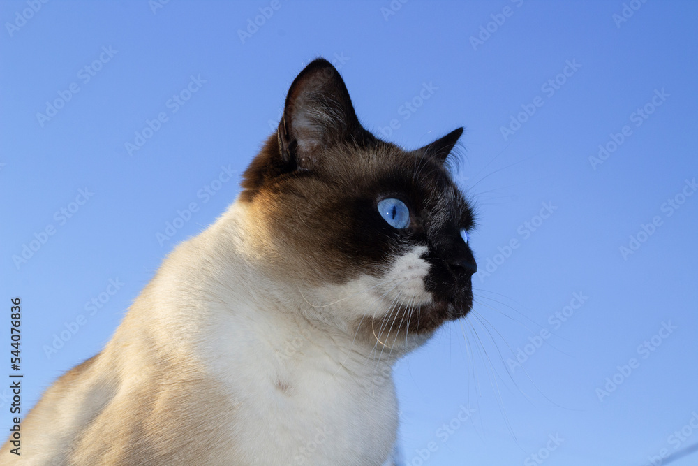 Thai Siamese Cat With Blue Eyes Against Clear Blue Sky
