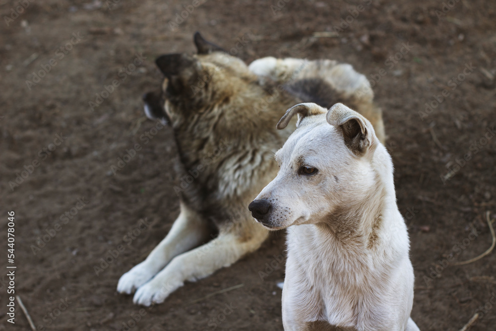 Two Dogs in the Yard Two Dogs in the Yard