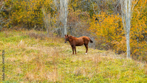 Horse in the forest