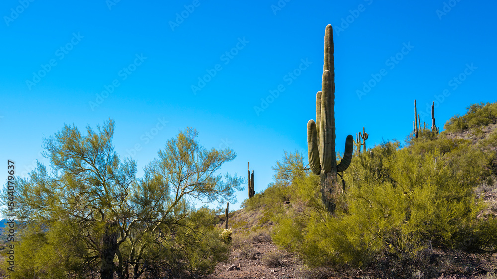 Desert autumn arid landscape in Anthem, north of Phoenix, Arizona, with Saguaro Cacti on the hill
