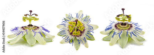 Blue passionflower photo