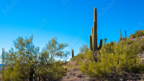 Fotografía Desert autumn arid landscape in Anthem, north of Phoenix, Arizona, with Saguaro