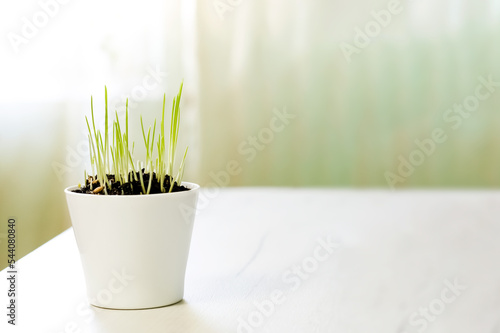Decorative green grass in flower pot at home desk