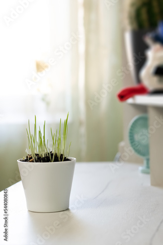 Decorative green grass in flower pot at home desk