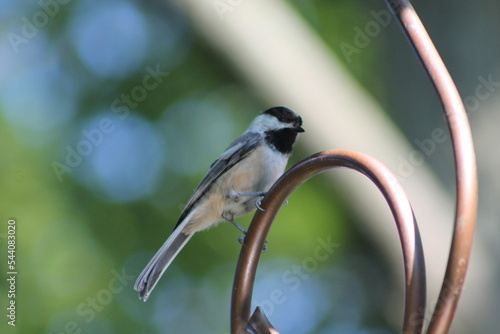 Joli petit mésange à tête noir perché sur un tuyau de cuivre photo