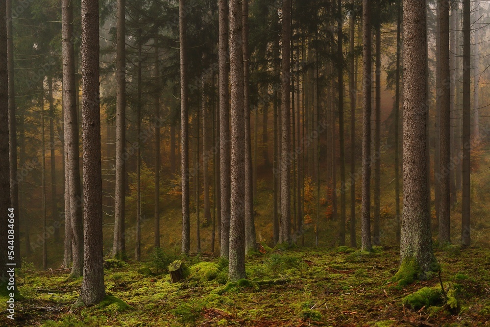 Obraz premium Herbstwald