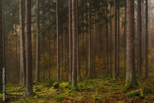 Herbstwald © Rainer