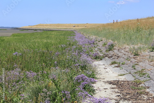 a beautiful dutch coast landscape in zeeland at the westerschelde sea with purple sea lavender in the salt marsh and cycling people at the sea dyke in summer