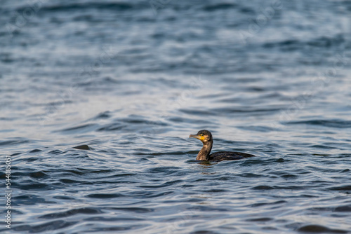 schwimmender Kormoran im Meer photo