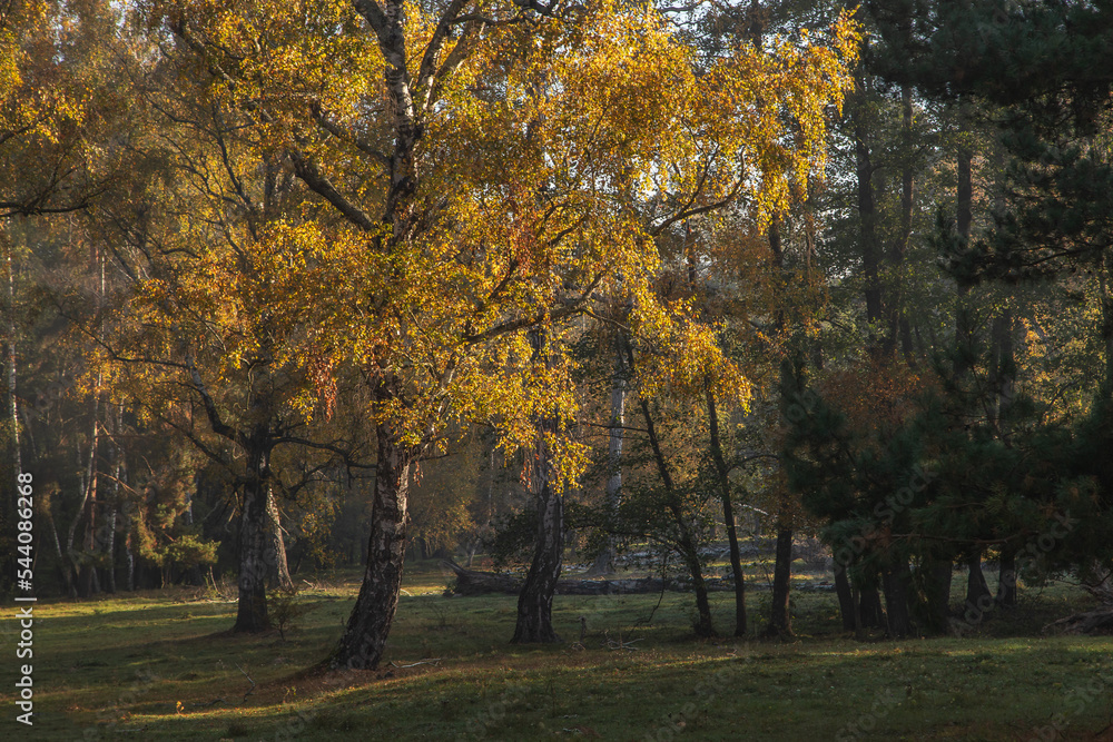 Autumn landscape of birch trees in the morning light, at Reci village, in Covasna county, Romania Autumn landscape of birch trees in the morning light, at Reci village, in Covasna county, Romania