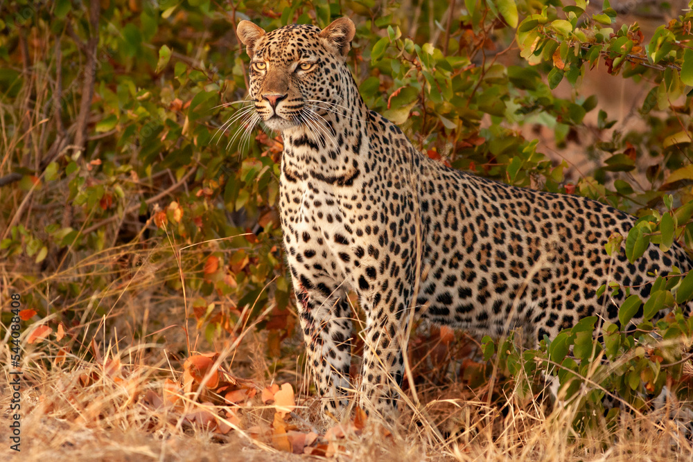 Leopard standing proud in the Kruger National Park. Leopard standing proud in the Kruger National Park.