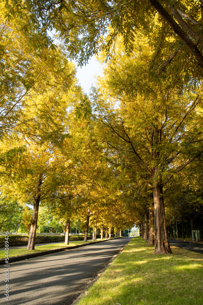 Fototapeta premium メタセコイア並木