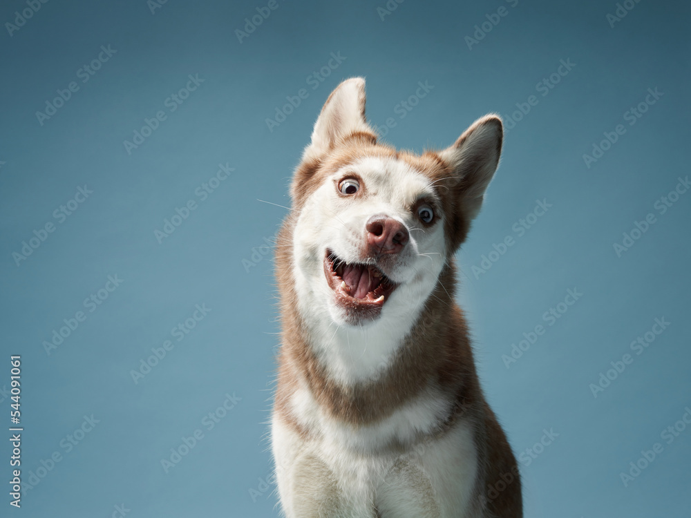 Funny husky on a blue background. Beautiful happy dog in the studio