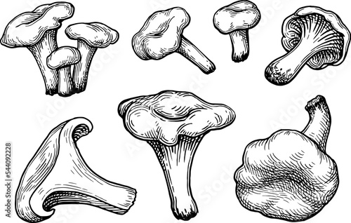 Chanterelles mushroom ink sketch.