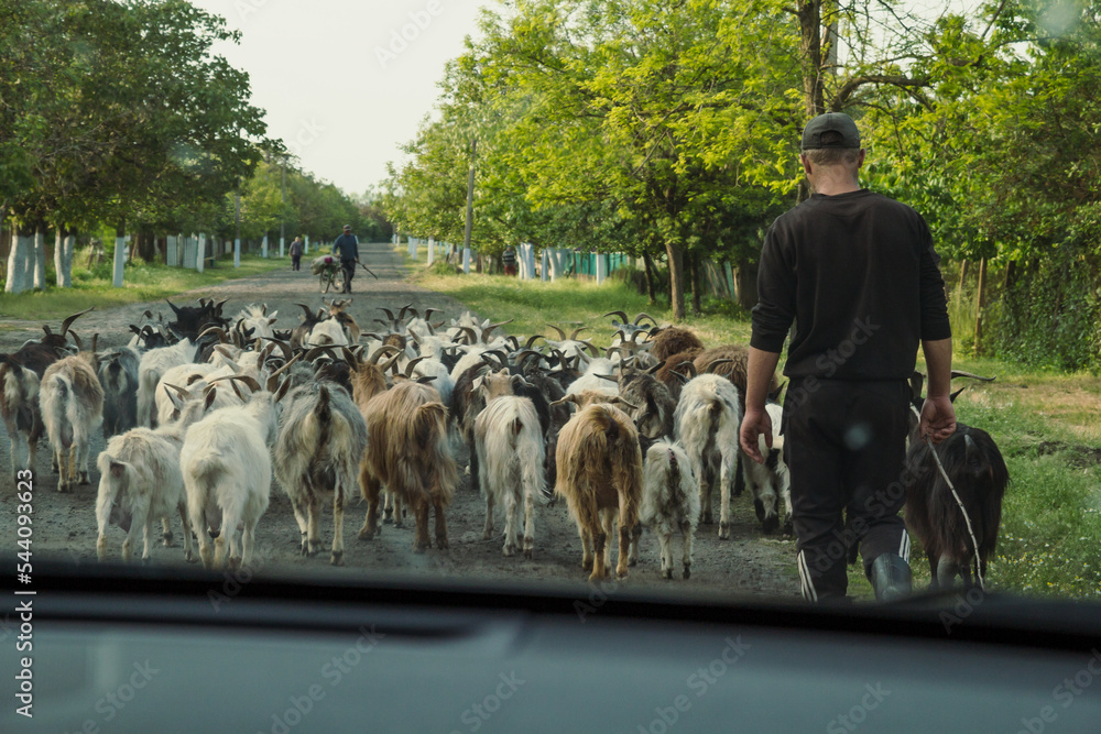 Man tends goat herd scenic photography. Rural landscape. Picture of herder with small village on background. High quality wallpaper. Photo concept for ads, travel blog, magazine, article