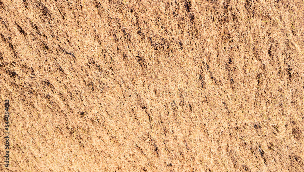 Dying rice fields after flooding, Agriculture was severely damaged by the floods.damaged agricultural concept. Dying rice fields after flooding, Agriculture was severely damaged by the floods.damaged agricultural concept.