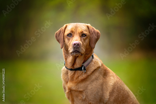 Fox Red Labrador sitting and looking at the camera with blurred forest behind