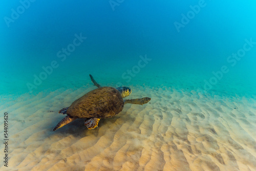 loggerhead sea turtle swimming in the mediterranean sea