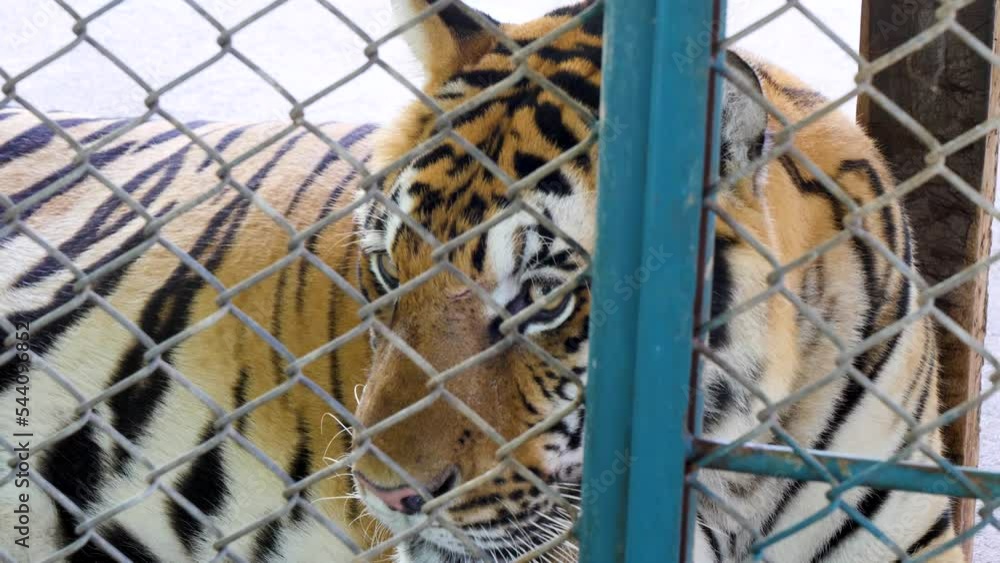 4K close up of Siberian tiger lies on logs in a cage. wild animal in