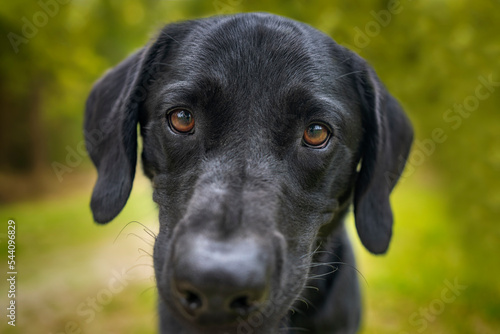 Puppy Dog eyes - Black Labrador - sharp focus on the eyes