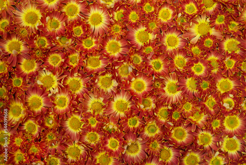 red and yellow flowers