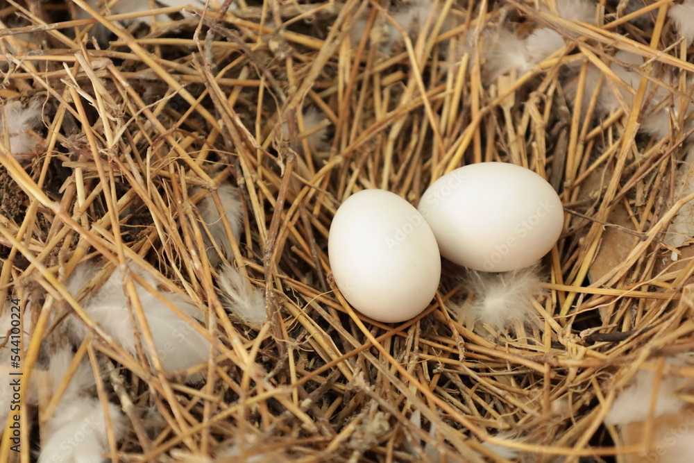 Two pigeon eggs in the nest. Closeup of healthy pigeon eggs in a hay nest in a warehouse in side view with selected focus. Two pigeon eggs in the nest. Closeup of healthy pigeon eggs in a hay nest in a warehouse in side view with selected focus.