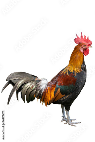 Leinwand Poster Gamecock rooster isolated