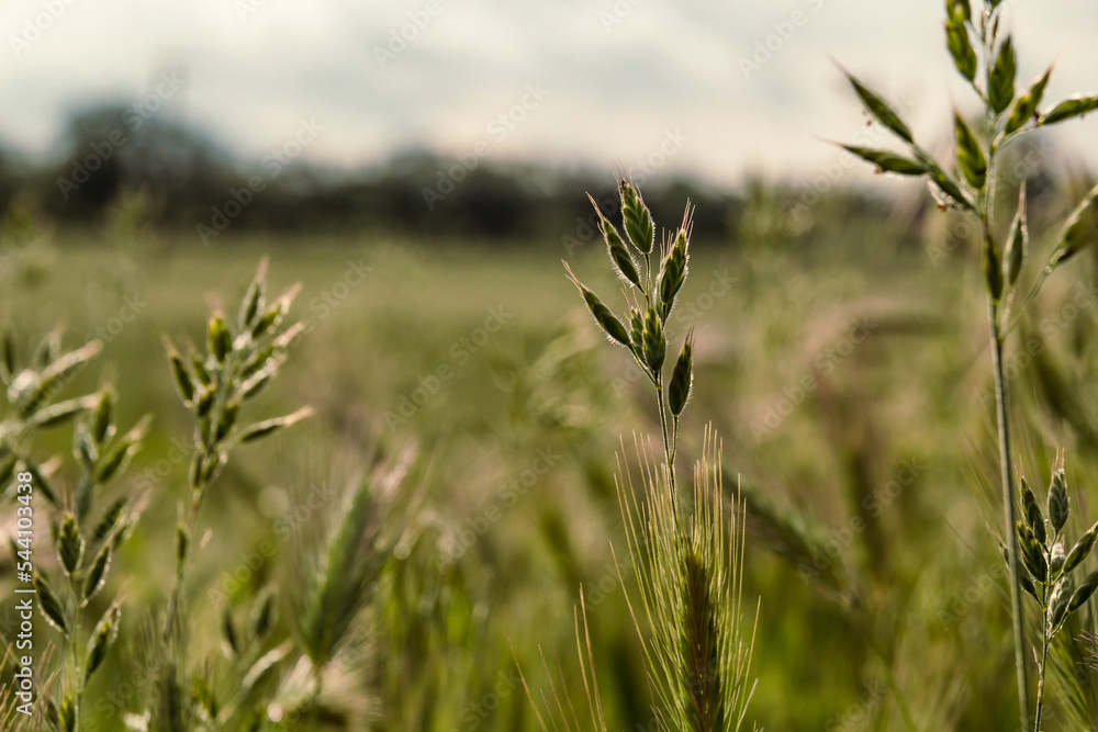 Close up wild grass concept photo. Small cones. Growing plants. Front view photography with green meadow on background. High quality picture for wallpaper, travel blog, magazine, article Close up wild grass concept photo. Small cones. Growing plants. Front view photography with green meadow on background. High quality picture for wallpaper, travel blog, magazine, article
