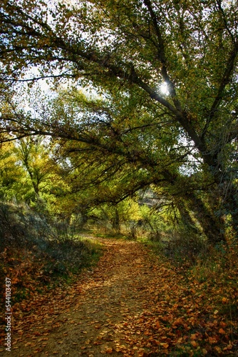 Fototapeta Naklejka Na Ścianę i Meble -  Autumn in the forest.