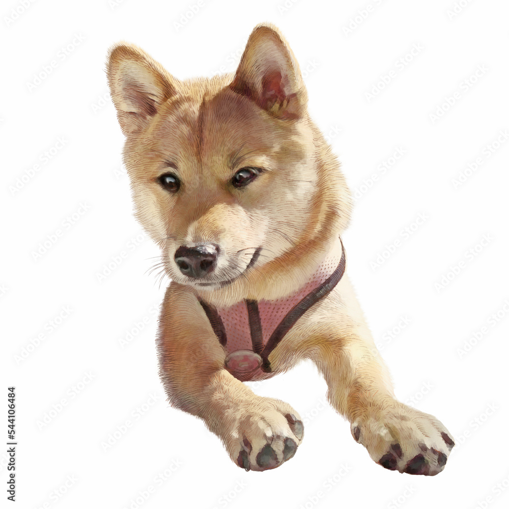 Japanese Shiba Inu dog lying down. Cute puppy isolated on white background. Animal art collection Dogs. Hand painted illustration of pet. Design template. Good for print Tshirt, banner. Art background