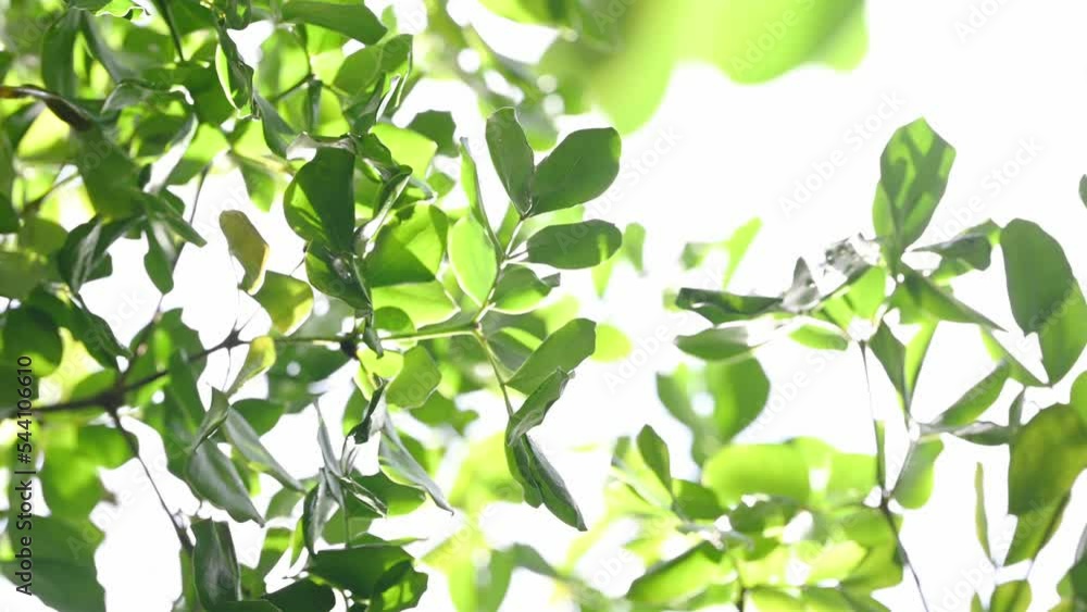 Background of tropical tree leaves swaying in the breeze with patterns forming from their shape and the way sunlight and shadow is falling on the leaves.
Background of tropical tree leaves swaying in the breeze with patterns forming from their shape and the way sunlight and shadow is falling on the leaves.