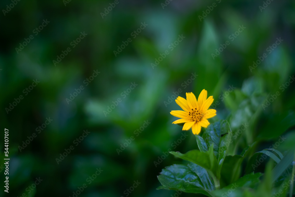 Wedelia flower photos look beautiful when they are in bloom. Wedelia flower photos look beautiful when they are in bloom.