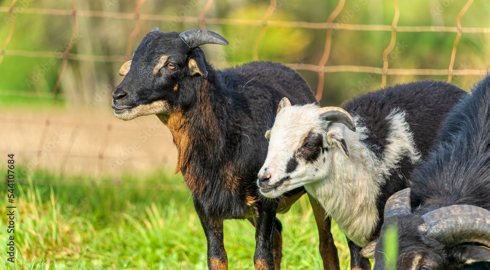 Cameroon Dwarf, Sheep, on the meadow Cameroon Dwarf, Sheep, on the meadow