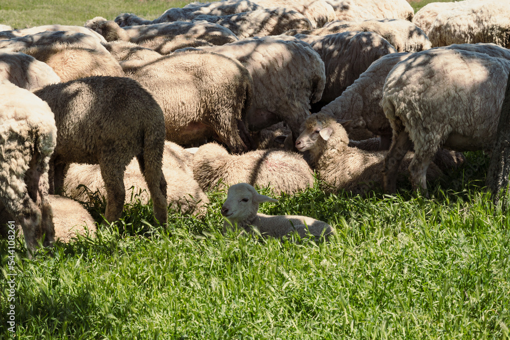 Fototapeta premium Close up cute lamb concept photo. Farm animals. Livestock. Side view photography with flock of sheeps on background. High quality picture for wallpaper, travel blog, magazine, article