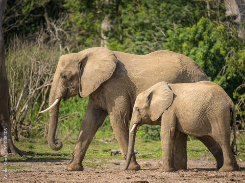 African bush elephants in Murchinson Falls National Park