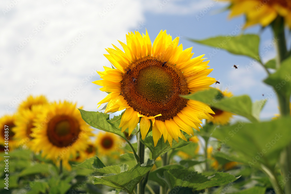 Bees enjoy the sunflowers in a big sunflower field in France