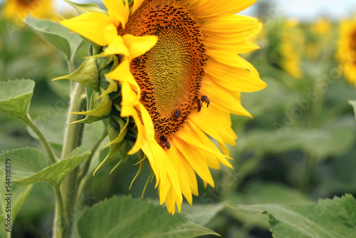Bees enjoy the sunflowers in a big sunflower field in France