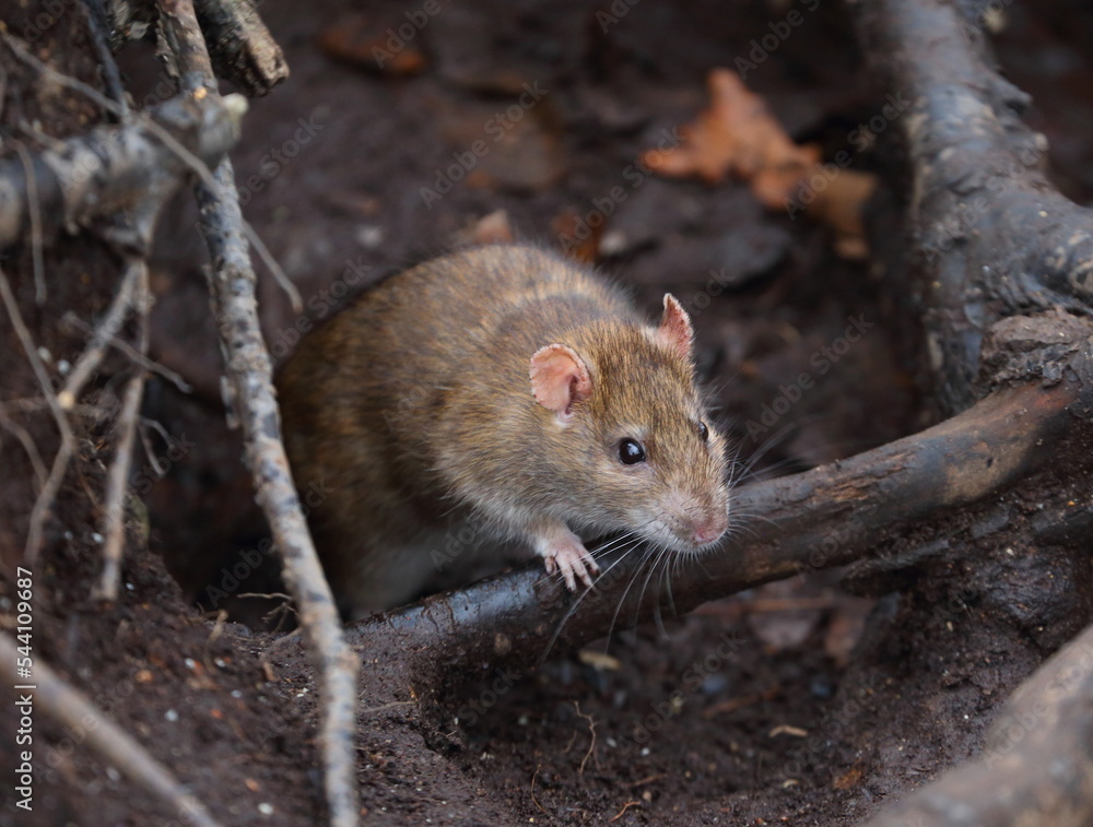 A wild rat crawls out of a hole in the ground under the roots of a tree A wild rat crawls out of a hole in the ground under the roots of a tree